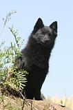 SCHIPPERKE 105